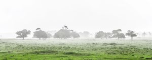 NÉVOA NO CAMPO - PANORAMA