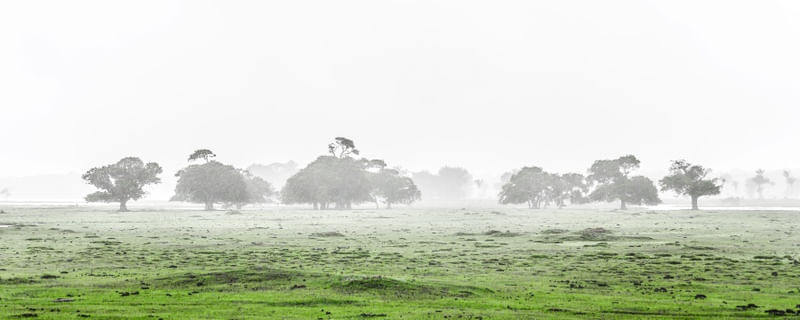 NÉVOA NO CAMPO - PANORAMA