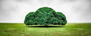 ÁRVORE ENEVOADA NO CAMPO