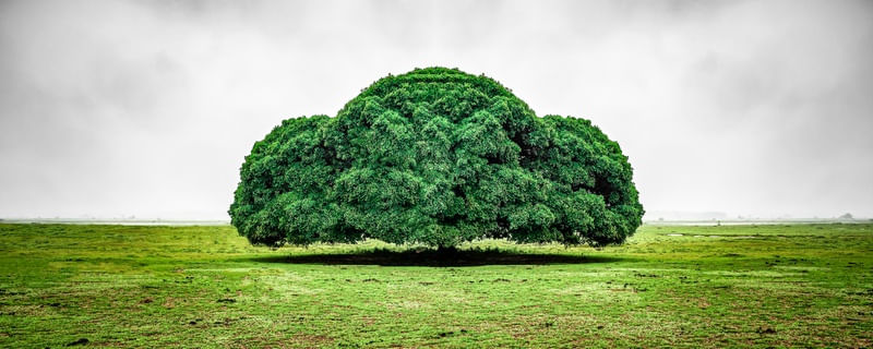 ÁRVORE ENEVOADA NO CAMPO