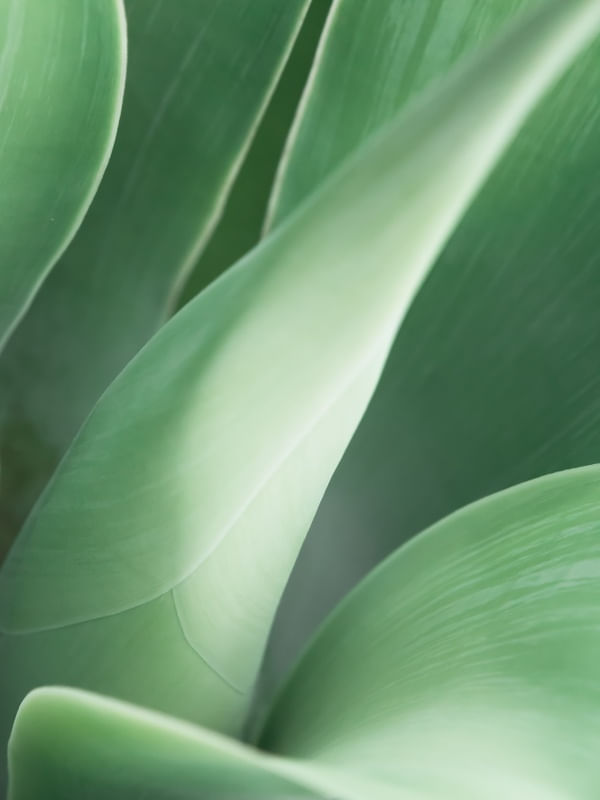 SUTIL AGAVE VIII