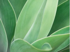 SUTIL AGAVE IX