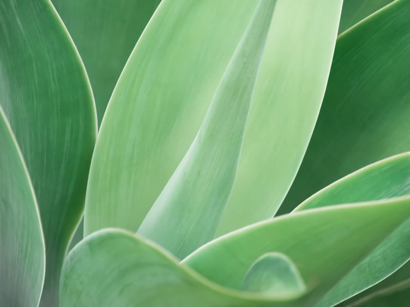 SUTIL AGAVE IX