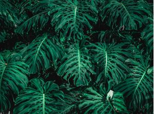 O VERDE NA SUA PAREDE