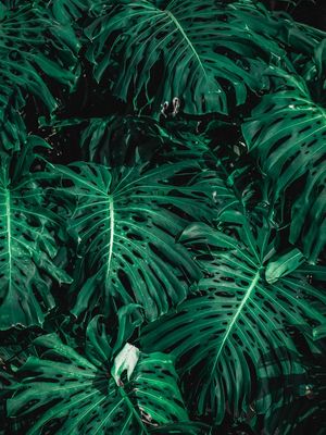O VERDE NA SUA PAREDE - DÍPTICO B