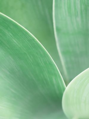 SUTIL AGAVE IV