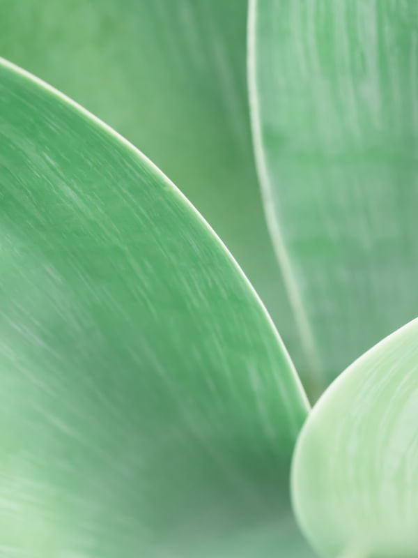 SUTIL AGAVE IV
