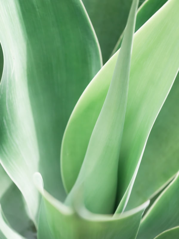 SUTIL AGAVE V