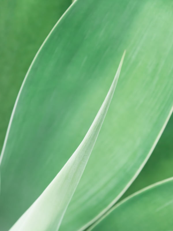 SUTIL AGAVE I