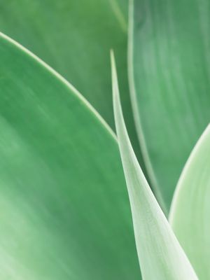 SUTIL AGAVE II