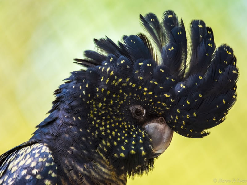 RED-TAILED BLACK COCKATOO