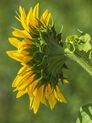 SUN FLOWER FROM THE BACK