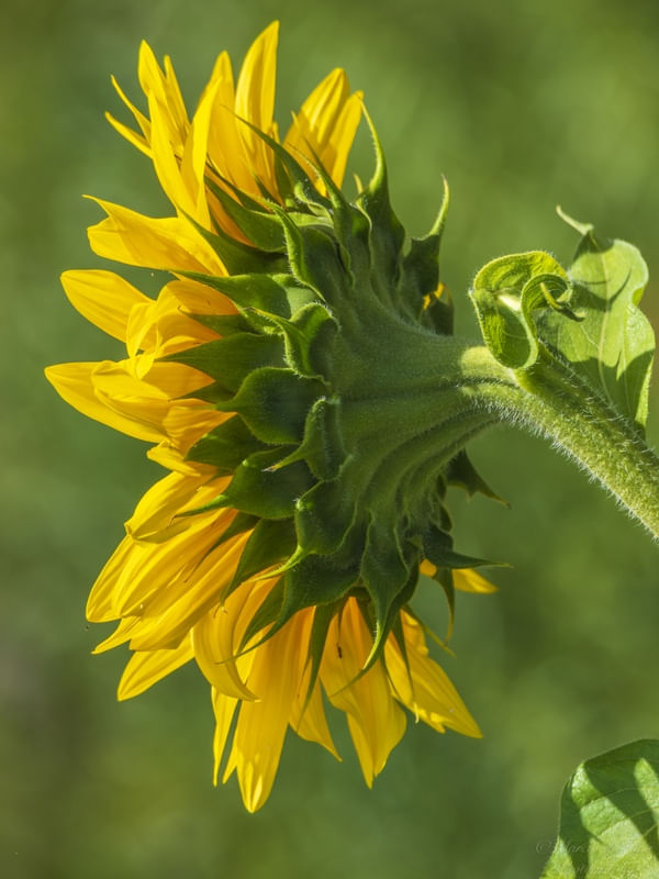 SUN FLOWER FROM THE BACK