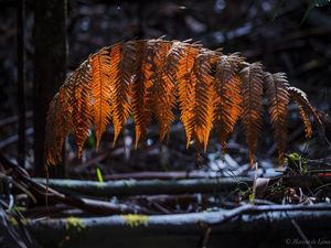 NATUREZA EM DETALHES