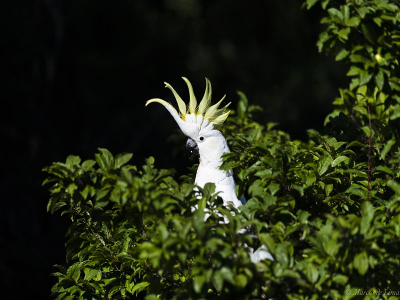 SULPHUR CRESTED COCKATOO