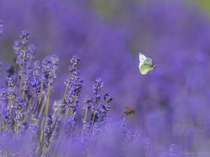 RACE THROUGH LAVENDER