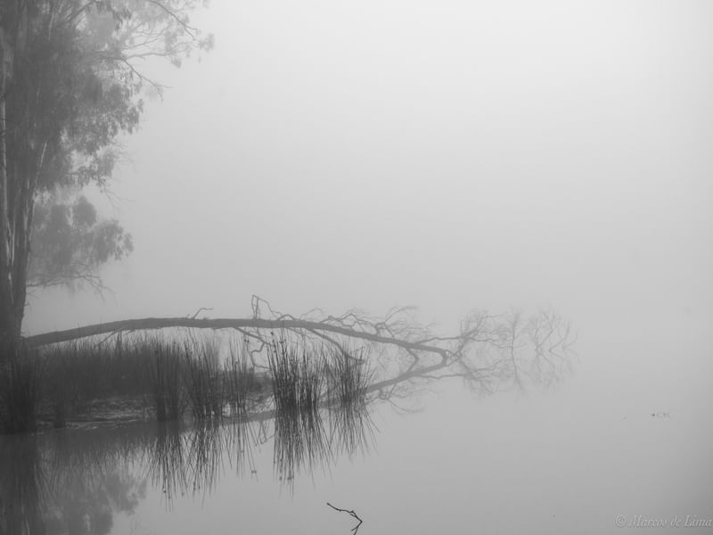 FOGGY MORNING