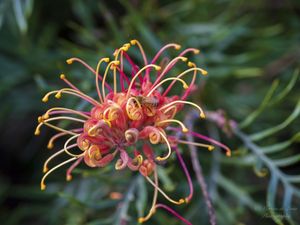GREVILLEA