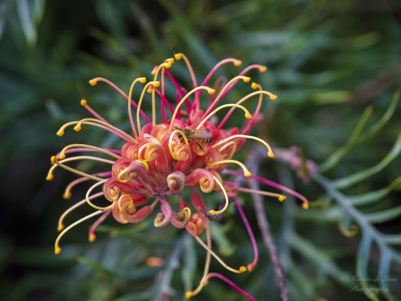 GREVILLEA