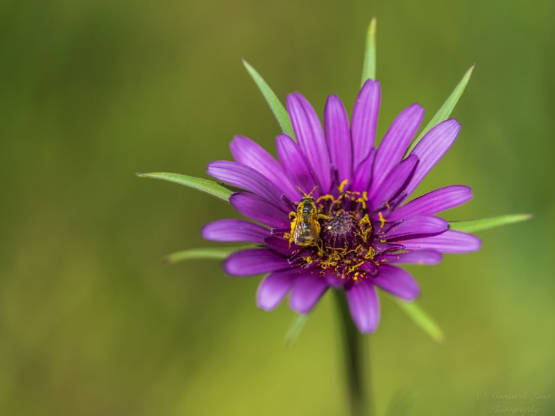 HARD WORK THROUGH POLLEN