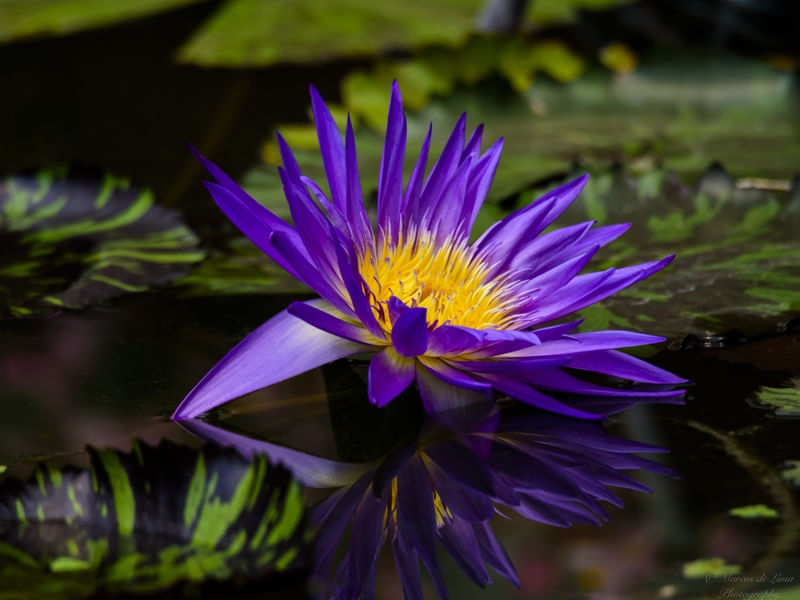PURPLE REFLECTIONS