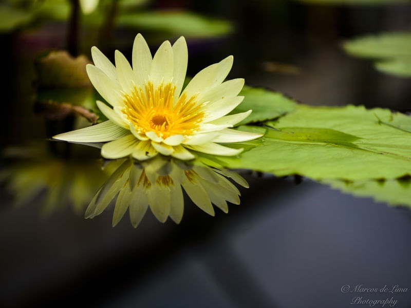 REFLECTIONS OF LOTUS