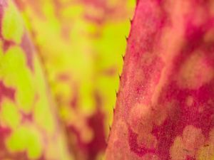 BROMELIA ESPINHOSA