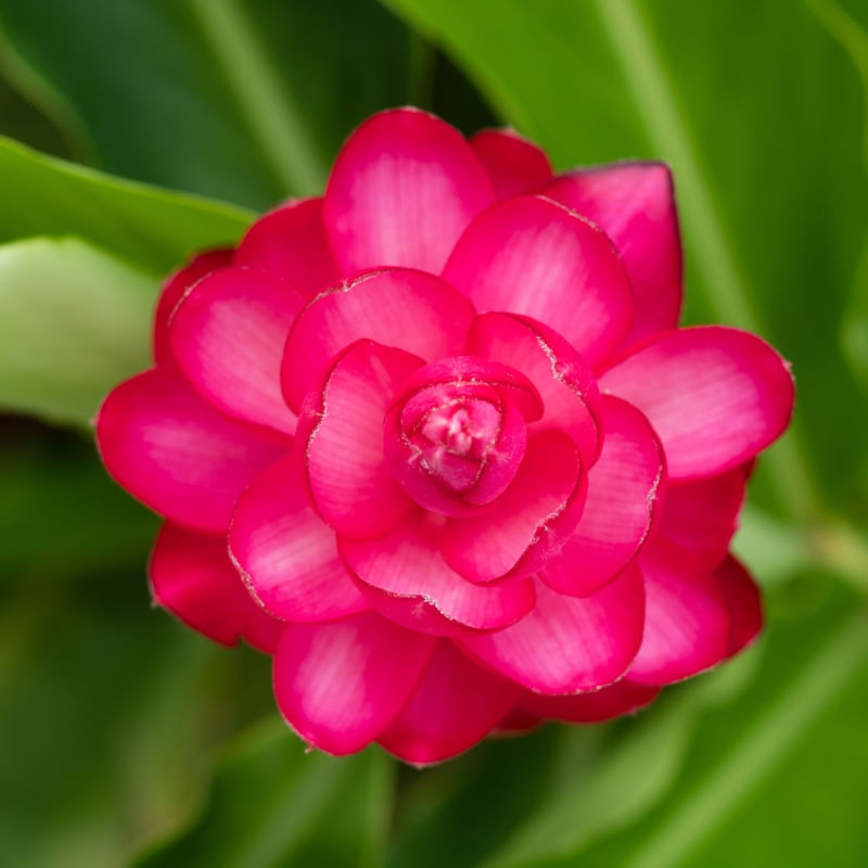 FLORAL GEOMÉTRICA