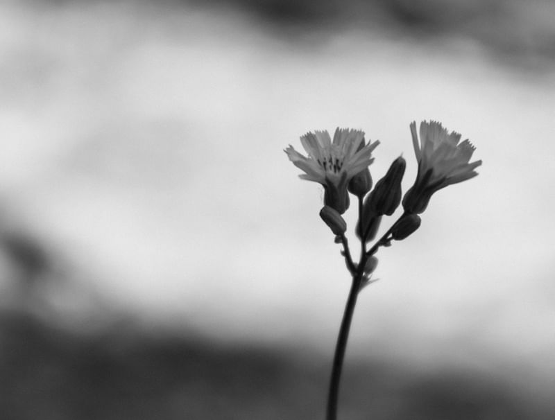 FLORAL MINIMALISTA EM PRETO E BRANCO