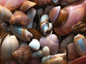 CONCHAS DO MAR II