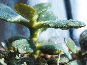 CHUVA EM MEU JARDIM (6)