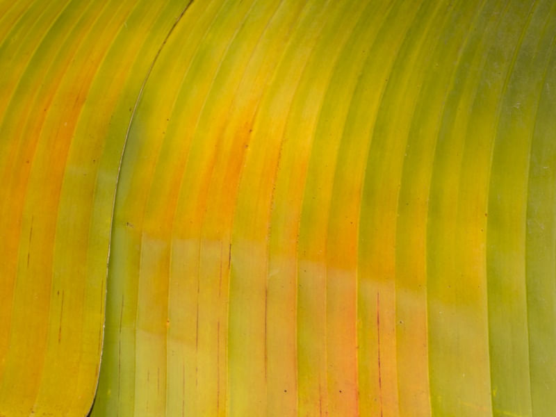 AMARELO BANANEIRA