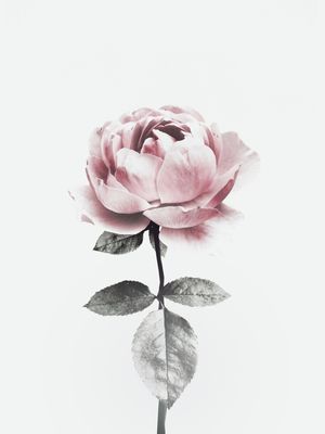 FLOWER 3 -TD