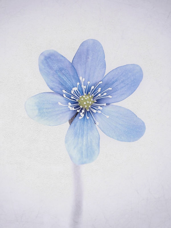 FLOWER 5-TD