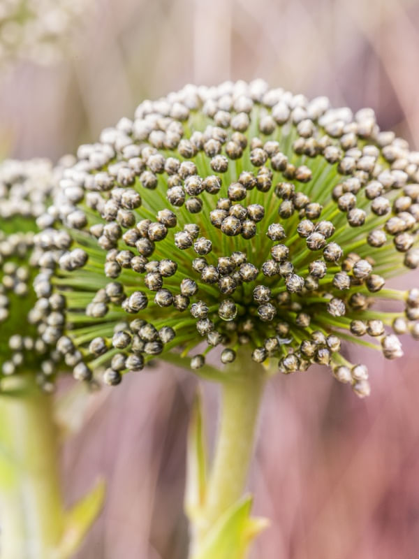ALLIUM