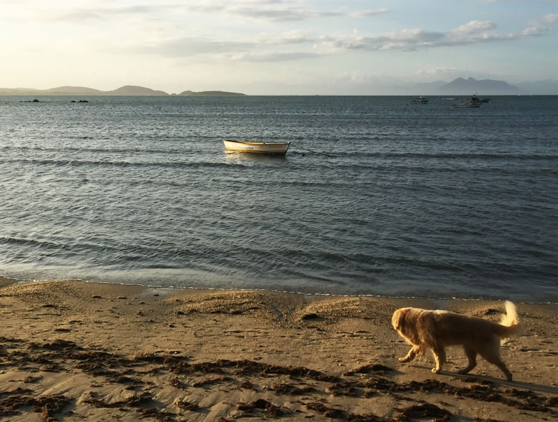 FÉRIAS DE CÃO