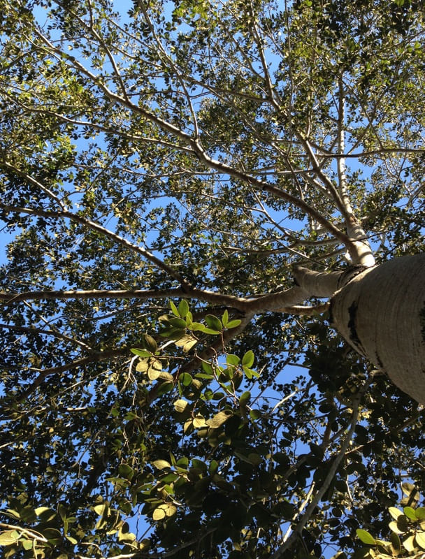 COPA DO JATOBÁ