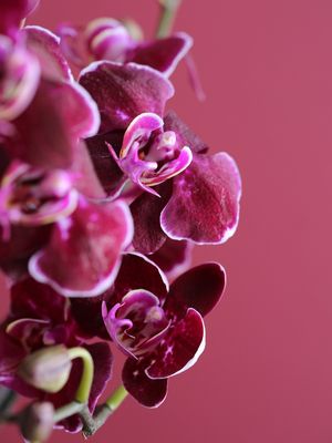 ORQUÍDEA MONOCROMÁTICA