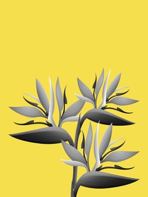 YELLOW GRAY STRELITZIA 1/2