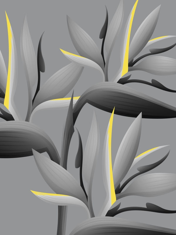 YELLOW GRAY STRELITZIA 2/2