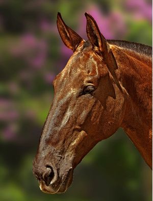 CAVALO IMG_1441