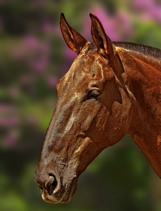 CAVALO IMG_1441