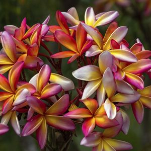 PALETA DE FLORES QUIXADÁ - CE II