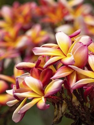PALETA DE FLORES _ QUIXADÁ - CE