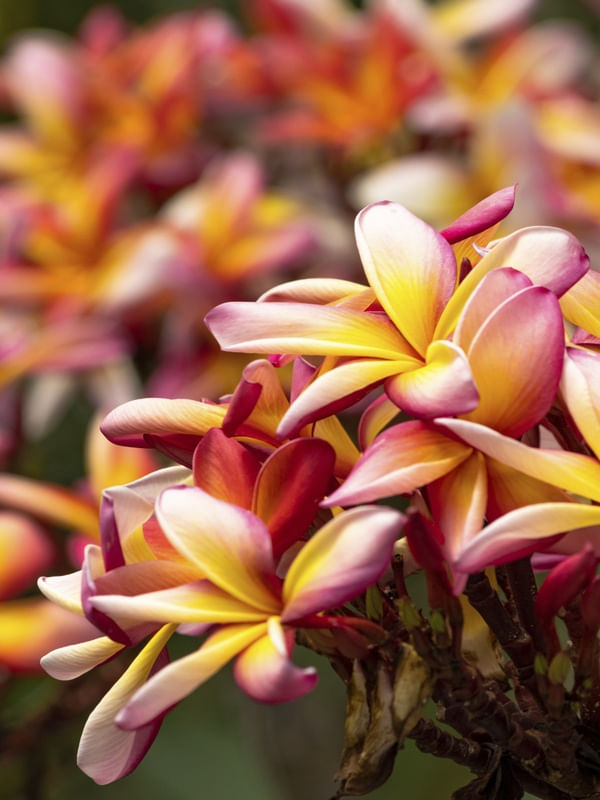 PALETA DE FLORES _ QUIXADÁ - CE
