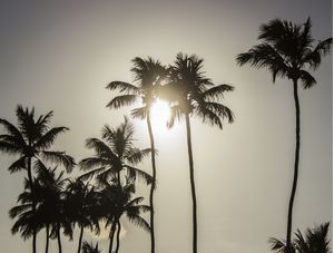 COQUEIROS AO POR DO SOL - PORTO DE GALINHAS