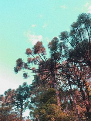 A BELEZA NOS OLHOS DE QUEM VÊ