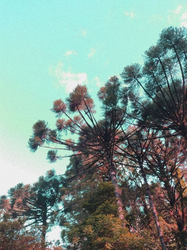 A BELEZA NOS OLHOS DE QUEM VÊ