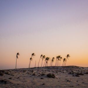 ARVORES SOLITARIAS NA PRAIA