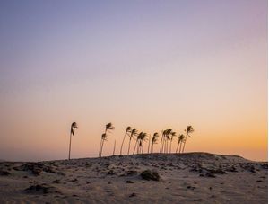 ÁRVORES SOLITÁRIAS NA PRAIA II
